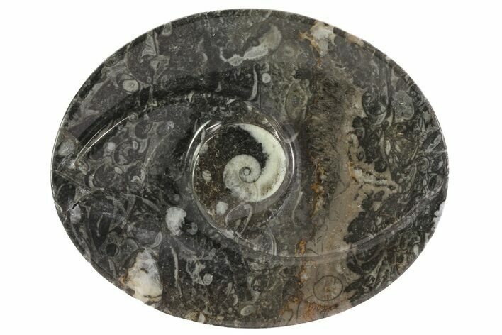 Oval Shaped Fossil Goniatite Dish #73752